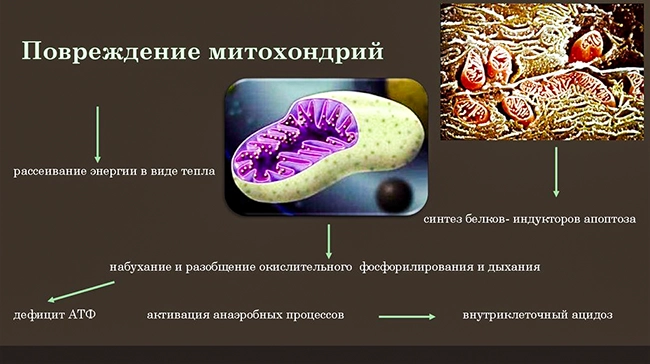 повреждение митохондрий