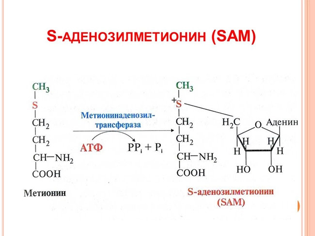 аденозилметионин